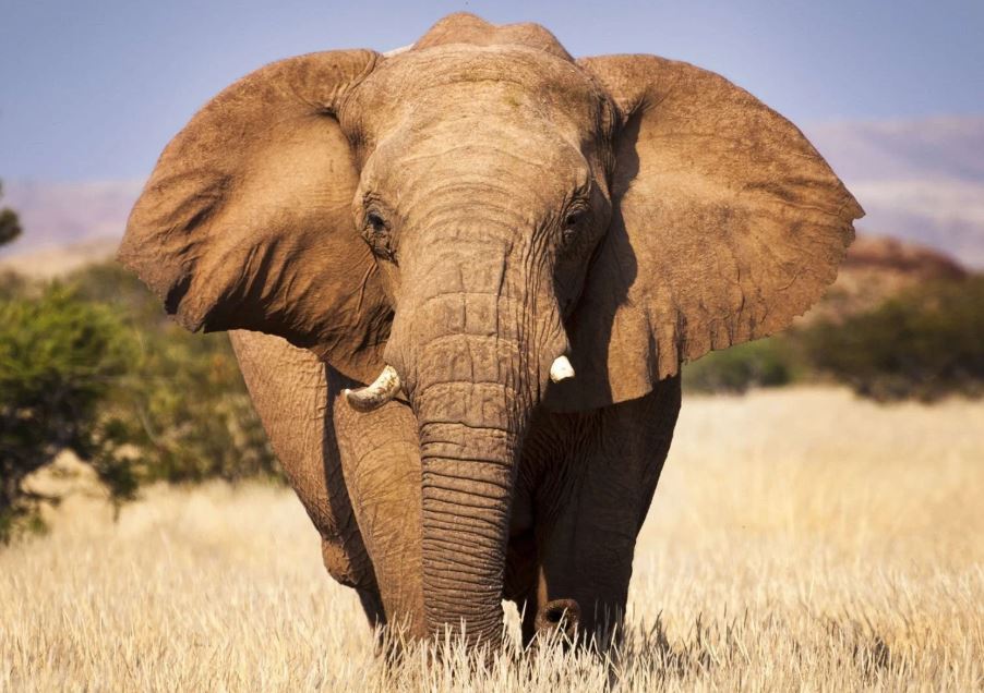 Un éléphant dans la savane
