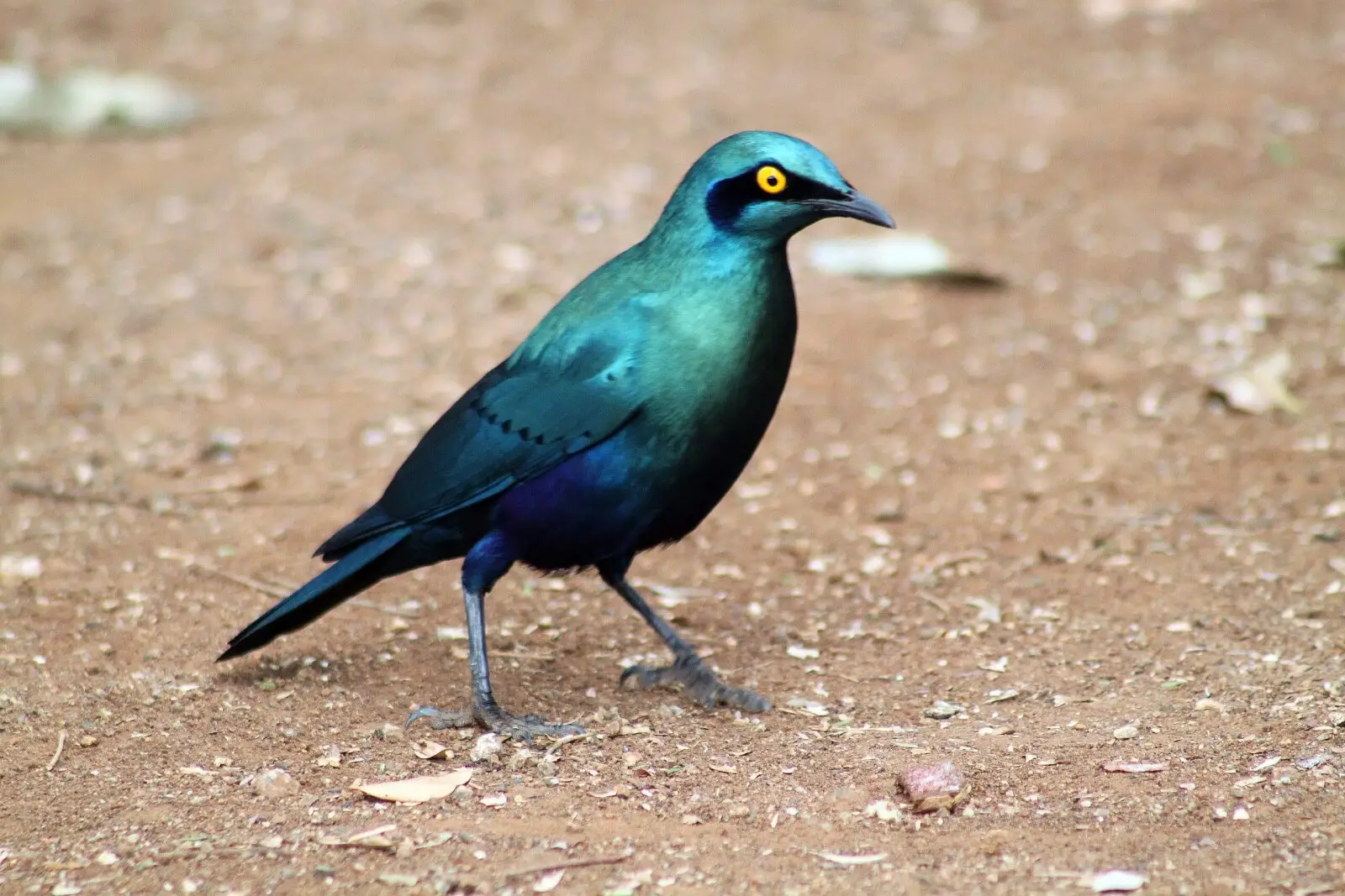 Choucador à oreillons bleus sur le sol au parc Kruger