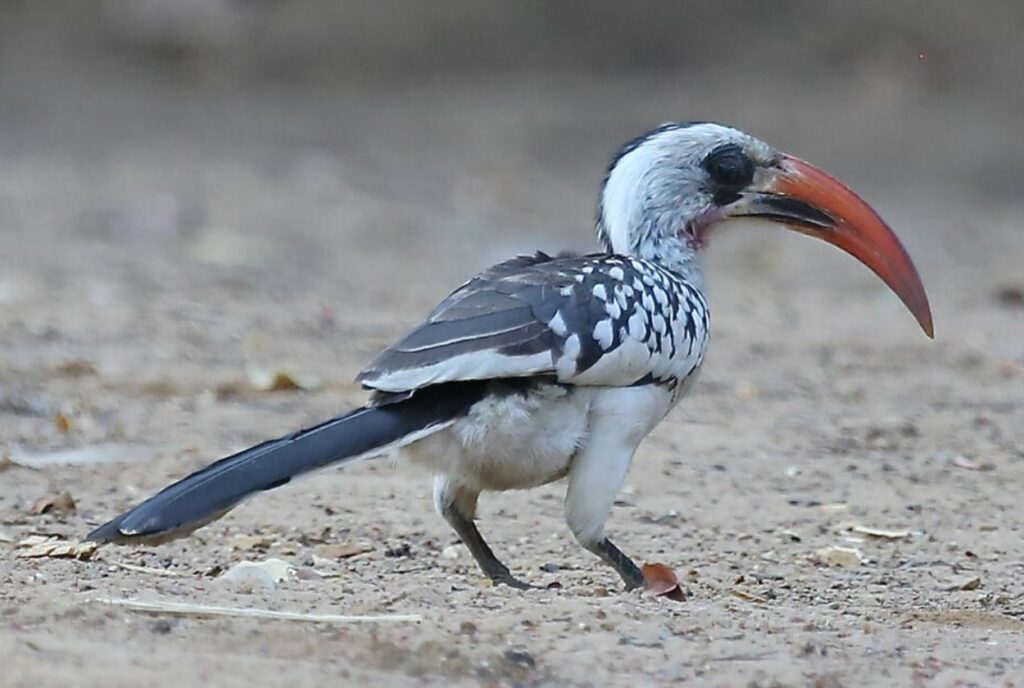 Calao à bec rouge
au parc Kruger