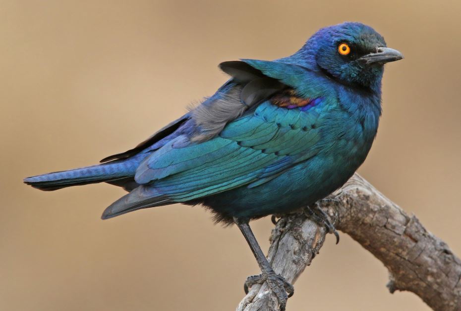 Choucador à épaulettes rouges sur une branche au parc Kruger
