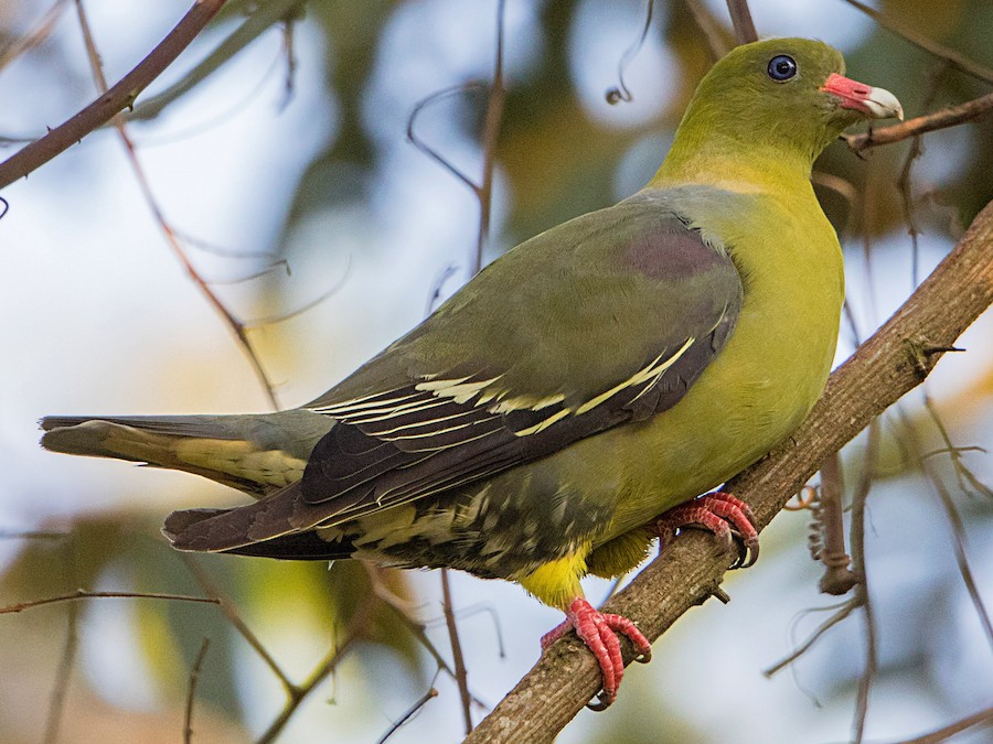 Pigeon vert d'Afrique sur une branche en Afrique du Sud