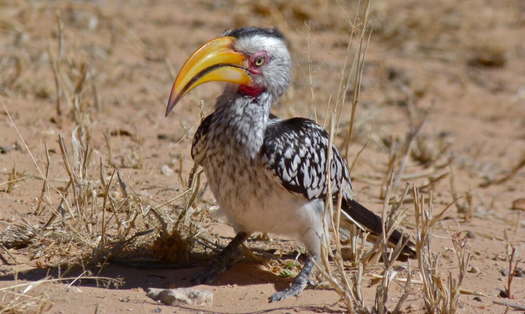 Calao à bec jaune au parc Kruger